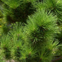 Close up of Thunderhead Japanese Black Pine vibrant green pine needles