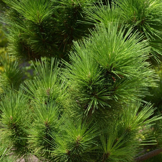 Close up of Thunderhead Japanese Black Pine vibrant green pine needles