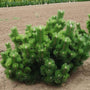 Thunderhead Japanese Black Pine Tree with bushy green needle foliage