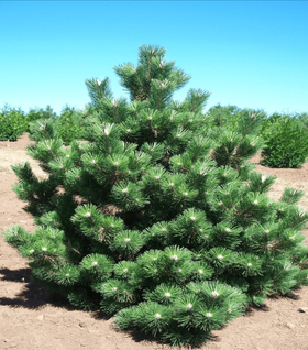 Thunderhead Pine