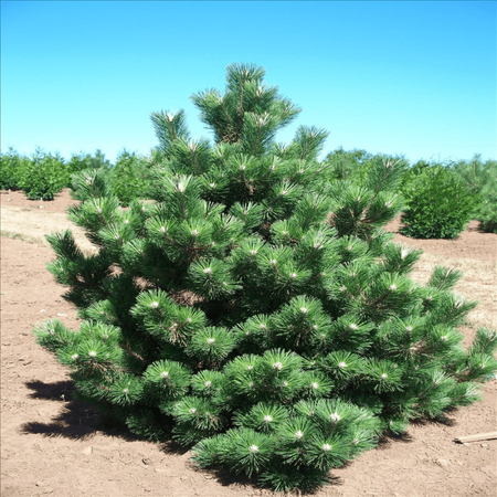 thunderhead-pine-