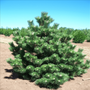 Thunderhead Black Pine showing off its dense evergreen foliage