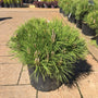 Thunderhead Japanese Black Pine in 3 gallon pot 
