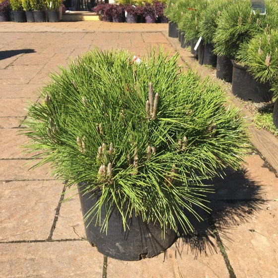 Thunderhead Japanese Black Pine in 3 gallon pot 