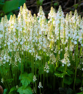 Tiarella Cordifolia