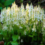 beautiful native tiarella cordifolia