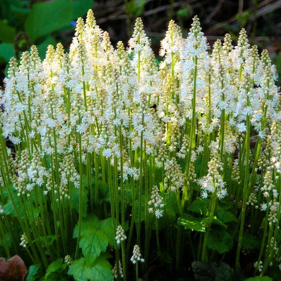 foam flower seeds Foamflower
