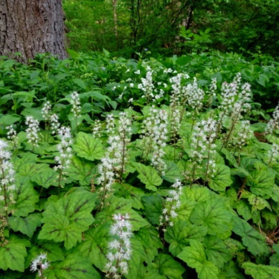 tiarella cordifolia in woodland garden