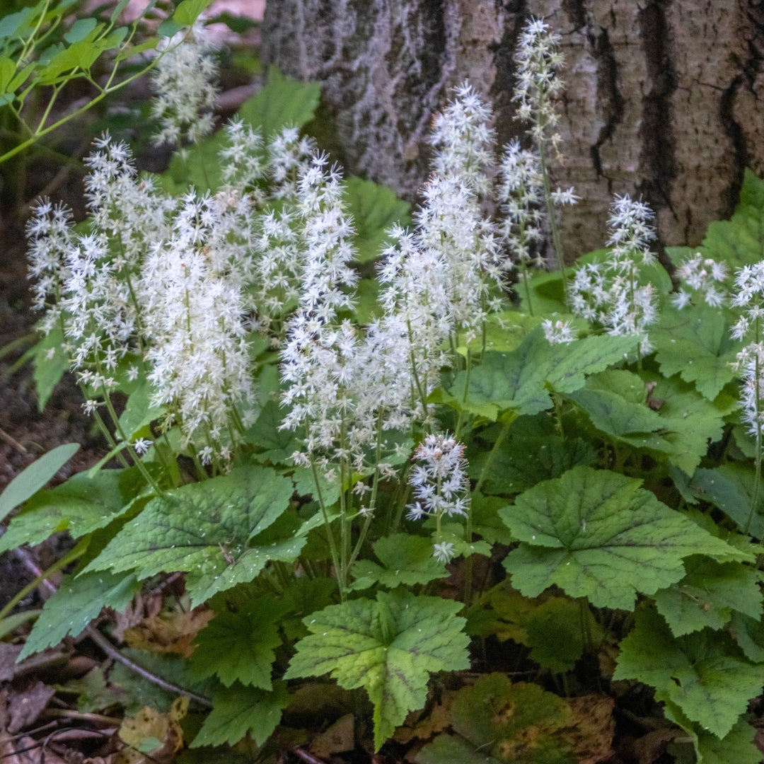 Oakleaf Foamflower | Native Shade Perennial Ground Cover