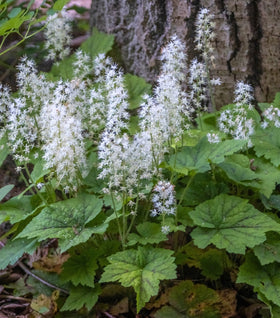 Tiarella Oakleaf