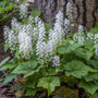 tiarella oakleaf in bloom in woodland shaded garden