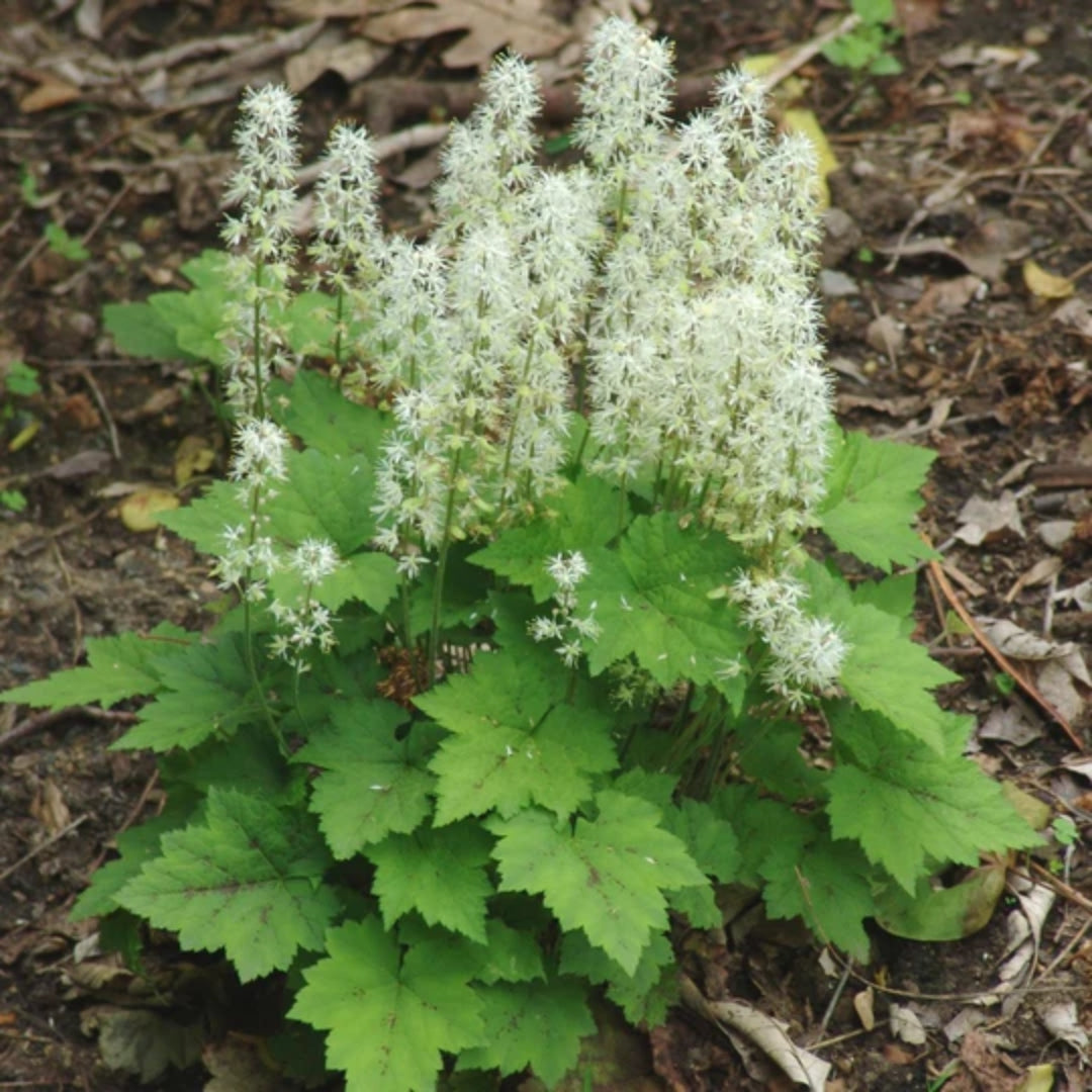 Oakleaf Foamflower | Native Shade Perennial Ground Cover