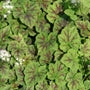 unique evergreen foliage on Tiarella Running Tapestry