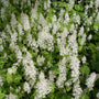mass of delicate white blooms on Tiarella Running Tapestry