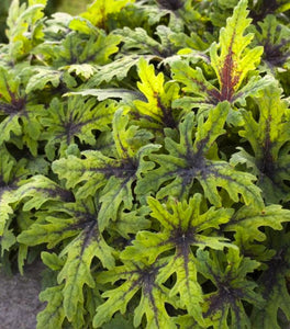 Tiarella Timbuktu