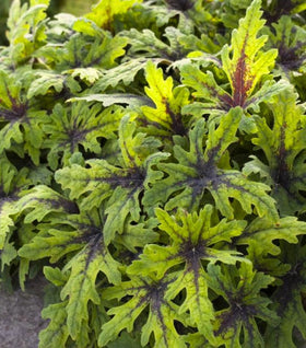 Tiarella Timbuktu