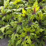 mutlicolored vibrant evergreen foliage on Tiarella Timbuktu