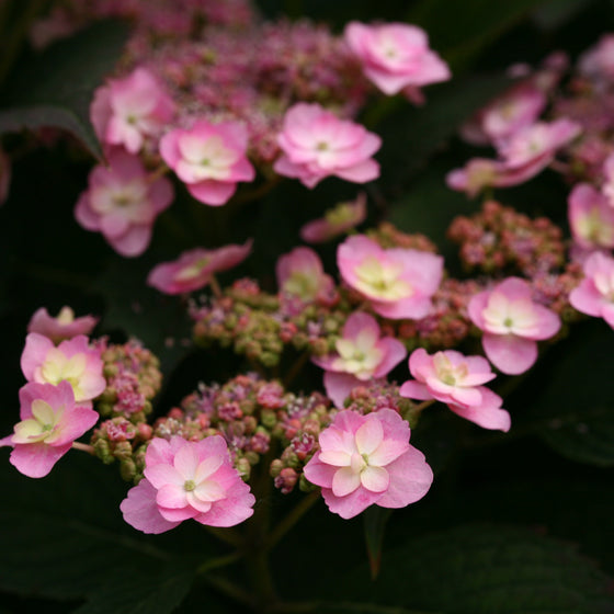 Close-up of pink hydrangea flowers with dark green leaves, photographed in a garden-style setting.