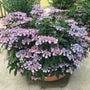 A large terracotta planter filled with dense hydrangea blooms in shades of light purple, lavender, and pink with dark green foliage, set on a concrete patio.