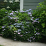 A dense shrub of blue and pink hydrangeas with green leaves growing along a concrete path in front of a house with green siding.