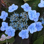 Close-up of light blue hydrangea flowers with dark green leaves.