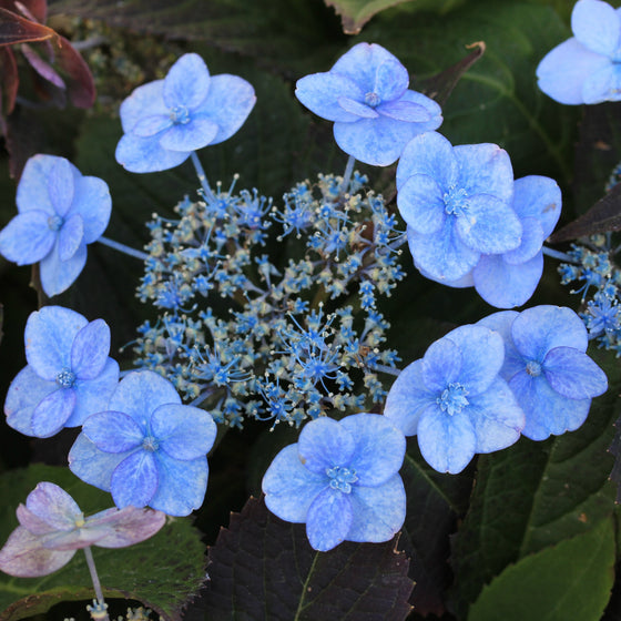Close-up of light blue hydrangea flowers with dark green leaves.