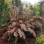 Tiny Wine® Ninebark shrub with dark bronze-maroon foliage and soft late spring flowers