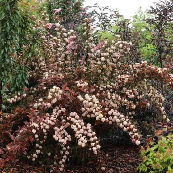 Tiny Wine® Ninebark shrub with dark bronze-maroon foliage and soft late spring flowers