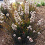 Compact Tiny Wine® Ninebark shrub showing dense branching and refined leaves