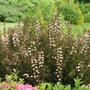 A flowering shrub with dense clusters of small pale pink blossoms and dark reddish-purple foliage, photographed in a landscaped garden with green grass and trees in the background.