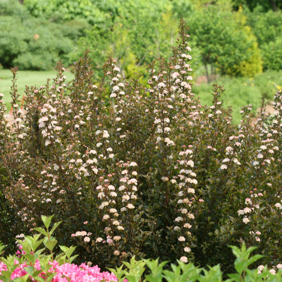 A flowering shrub with dense clusters of small pale pink blossoms and dark reddish-purple foliage, photographed in a landscaped garden with green grass and trees in the background.