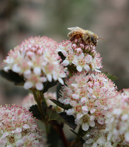 Tiny Wine® Ninebark