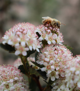Tiny Wine® Ninebark