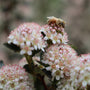 A close-up outdoor photo of a small bee resting on clusters of pale pink and white flowers with dark green leaves, against a softly blurred natural background.