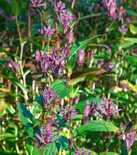 Sinonome Toad Lily