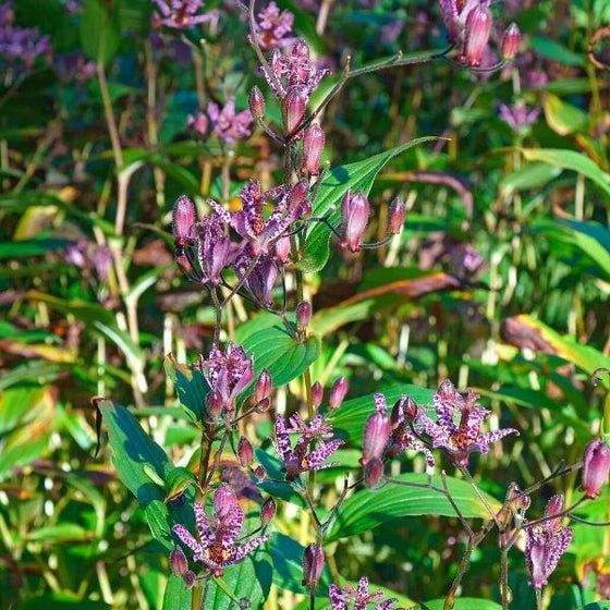 tricyrtis sinonome flowers in a field 