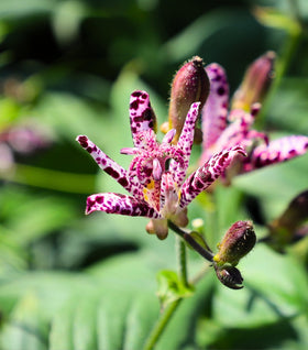 Toad Lily
