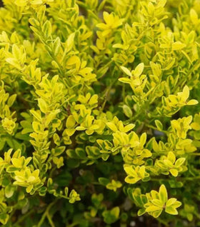 Touch of Gold® Holly