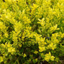 Touch of Gold Japanese Holly showing golden variegated foliage on a compact shrub