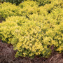Touch of Gold Holly with golden evergreen foliage for compact foundation plantings