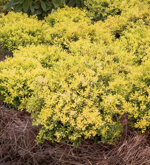 Touch of Gold Holly with golden evergreen foliage for compact foundation plantings