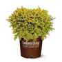 Touch of Gold Holly in a 3-Gallon container with compact rounded evergreen growth