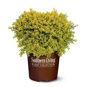 Touch of Gold Holly in a 3-Gallon container with compact rounded evergreen growth