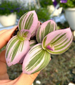 Tradescantia Nanouk