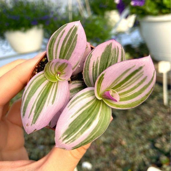 close up of the bright pink and green leaves of Tradescantia Nanouk
