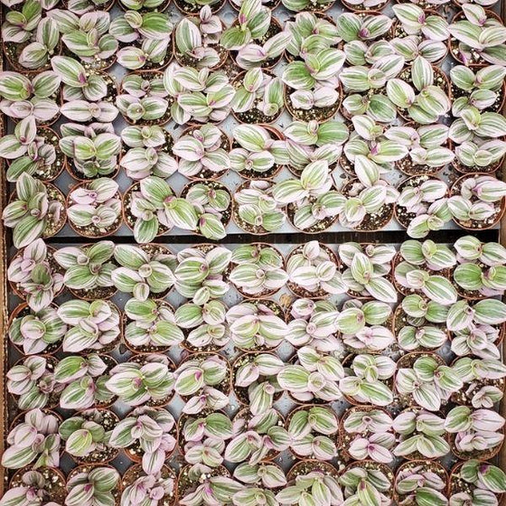 thumbnail image 2 of Tradescantia Nanouk – Live Pink Houseplant, Fast-Growing Trailing Succulent, Potted 2 of 4