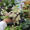 close up view of unique striped variegated foliage on tradescantia quadricolor