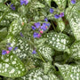 Pulmonaria ‘Trevi Fountain’ blooming with cobalt-blue flowers above silver-spotted leaves