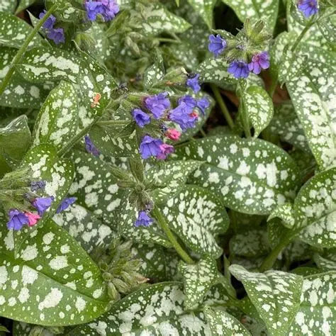 Pulmonaria ‘Trevi Fountain’ blooming with cobalt-blue flowers above silver-spotted leaves