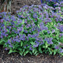 Blue lungwort plant used as a shade groundcover along a woodland garden path